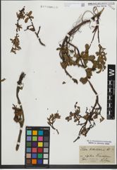 Foto von Salix kitaibeliana Willd.
